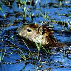 "Wasser-Pflug"